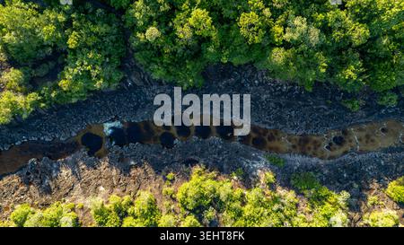 Une rivière sinueuse révèle des eaux sombres au milieu d'une végétation verdoyante, mettant en valeur la nature vibrante de Guaviare, en Colombie. Banque D'Images
