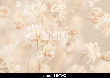 Bouquet de fleurs blanches séchées de gypsophila gros plan macro sur fond beige pâle vue avant Banque D'Images