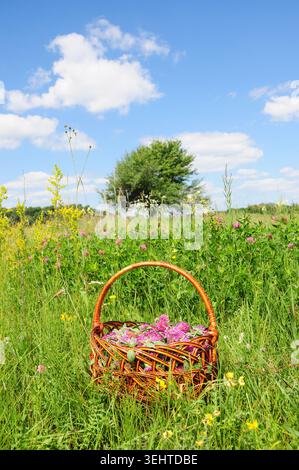 Red Clover Blossoms Harvest dans le panier sur fond de prairie fleurie Banque D'Images