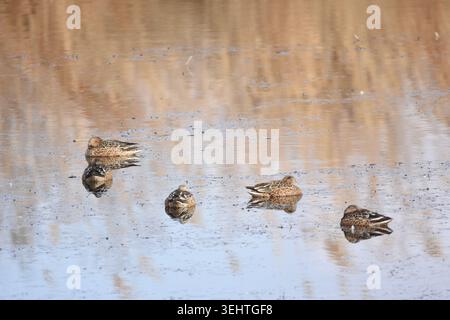 Un groupe de canards flotte sereinement sur un plan d’eau réfléchissant. La lumière du soleil améliore la scène tranquille, capturant les canards dans un moment paisible dur Banque D'Images