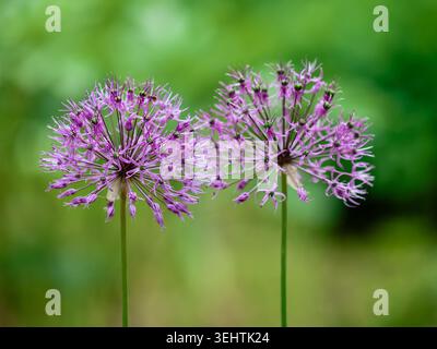 Gros plan de deux fleurs violettes Allium rosenbachianum ou fleurs ornementales d'oignon, belle plante décorative dans un jardin d'été lumineux Banque D'Images