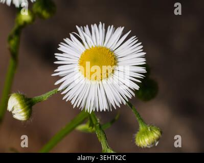 Gros plan d'un Erigeron annuus en fleurs ou fleabane annuel avec de minces pétales blancs et un cœur jaune, plante médicinale sauvage en plein soleil Banque D'Images