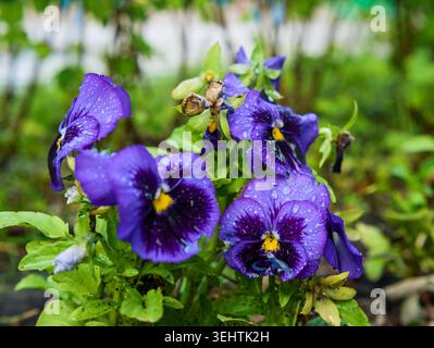 Groupe de violettes Viola wittrockiana fleurissent dans un jardin, macro plan de pétales de fleurs humides après la pluie Banque D'Images