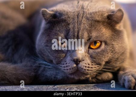 Beau chat Scottish Fold gris pelucheux couché vers le bas regardant devant Banque D'Images