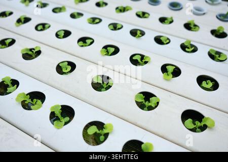Rangées de jeunes plants de laitue verte poussant paisiblement dans le système hydroponique de tuyau de PVC blanc sous lumière artificielle à l'intérieur de l'agriculture d'intérieur moderne Banque D'Images