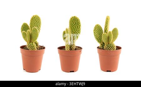 Succulente de cactus lapin, plante de table de bureau Opuntia microdasys, pot de bureau de cactus mission à pois, petite plante de design d'intérieur, poire de barbarie de montagne i Banque D'Images