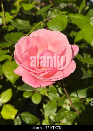 Un gros plan d'une belle rose rose dans notre jardin de la maison en Bulgarie centrale - le mois de mai et juin apportent tant de roses vibrantes dans tout le pays Banque D'Images