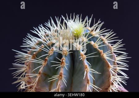 Gros plan d'un Barrel Cactus / Cacti floraison avec une fleur jaune et grandissant comme une plante d'intérieur. ROYAUME-UNI Banque D'Images