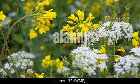Bumblebee à queue blanche baguée se nourrissant sur une tête de fleur de plante de moutarde Banque D'Images