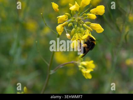 Bumblebee à queue blanche baguée se nourrissant sur une tête de fleur de plante de moutarde Banque D'Images