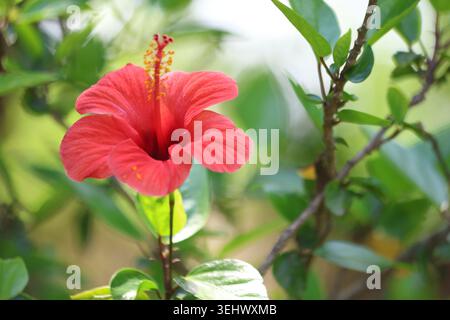 Fleur rouge vif Hibiscus Rosa Sinensis avec Stamen Detail Banque D'Images
