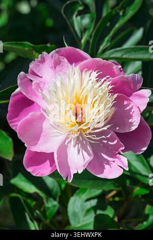 Fleur rose avec centre blanc et jaune. Feuilles vertes en arrière-plan. La lumière du soleil crée des ombres sur les pétales. Banque D'Images