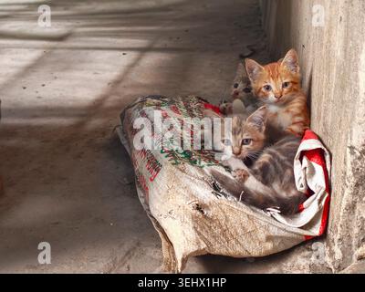 Trois chatons errants mignons assis ensemble sur un vieux sac dans une ruelle, regardant curieusement la caméra. Banque D'Images