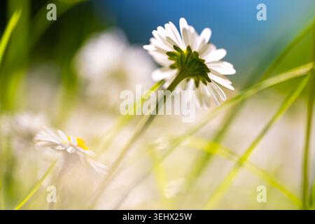 Macro gros plan d'une Marguerite rétroéclairée (Bellis perennis) prise sous un angle bas sur une pelouse avec une mise au point sélective sur une journée ensoleillée en mai en Allemagne. Banque D'Images