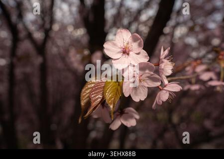 gros plan de délicates fleurs de cerisier roses dans une lumière printanière chaude, de jeunes feuilles brillantes vert cuivré et de branches minces sur un bokeh de rêve sombre Banque D'Images