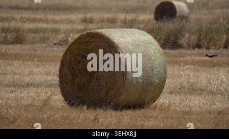 Balle de foin ronde reposant dans un champ de campagne récolté sec Banque D'Images