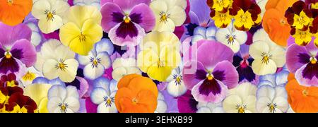 Coloré, multicolore Pansies motif, fond d'alto tricolore, lit de fleurs d'alto, mélange Heartsease dans le jardin, Johnny Jump Up ou trois visages dans Banque D'Images
