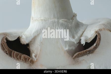 Gros plan extrême montrant les branchies internes, la tige et la structure du voile d'un champignon agaricus tranché Banque D'Images