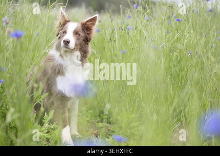 Border Collie brun et blanc assis dans une grande prairie verte avec des fleurs sauvages bleues Banque D'Images