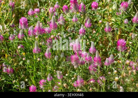 Champ vibrant de fleurs de trèfle violet Trifolium purpureum fleurissant dans un pré vert sauvage Banque D'Images