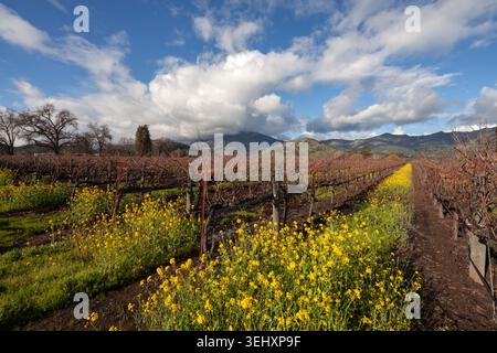 Une belle vue sur le vignoble avec des fleurs sauvages de moutarde jaune éclatantes fleurissant épais entre les rangées de vignes matures sous un ciel bleu Banque D'Images