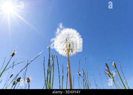 Pissenlit (Taraxacum officinale), pissenlit aux fruits mûrs pissenlit, tête de pissenlit, boule de soufflage, prairies loretta, paysage naturel près d'Oberstdorf, Banque D'Images