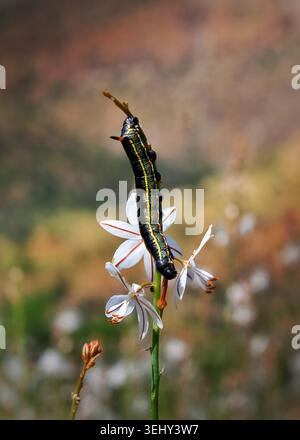 Une photographie rapprochée détaillée capturant une grosse chenille noire avec des rayures jaunes vives et des accents rouges grimpant sur de délicates fleurs sauvages blanches. La mise au point macro extrême isole parfaitement l'insecte sur un beau fond chaud de bokeh d'automne orange et brun. Idéal pour les études d'entomologie, la documentation sur la faune, les concepts environnementaux et l'enseignement des sciences naturelles. Banque D'Images