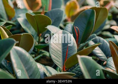 Plante en caoutchouc Ficus elastica affichant une abondance de feuilles vertes luxuriantes et de bourgeons rouges vibrants, illustrant une croissance botanique florissante en intérieur parfaite pour le jardinage décoratif Banque D'Images