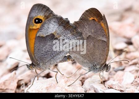 Plan macro d'une paire de papillons bruns endémiques des prairies de Chypre (Maniola cypricola) se joignant à l'abdomen sur une surface pierreuse. Banque D'Images