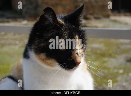 Gros plan portrait de la tête et du visage d'un coquille écaille de tortue et chat calico blanc avec des yeux piercants Banque D'Images
