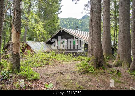 Ancienne cabane traditionnelle en bois cachée profondément dans une dense forêt de pins alpins. Maison en rondins rustique, style de vie rural isolé, destination de voyage écologique Banque D'Images