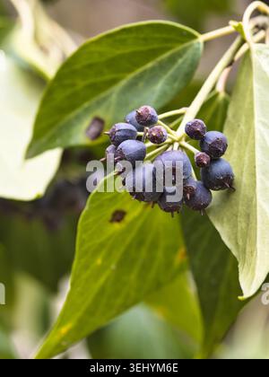 Image en gros plan d'une branche de lierre commun (Hedera Helix) avec des grappes de baies violettes foncées et de feuilles persistantes Banque D'Images