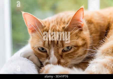 Chat tabby orange reposant confortablement avec les yeux rétrécis Banque D'Images