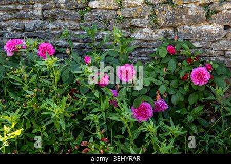 Roses roses vibrantes fleurissant devant un mur rustique en pierre sèche dans un jardin de campagne Banque D'Images
