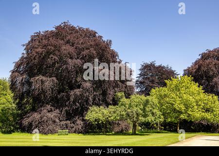 Un magnifique grand hêtre en cuivre avec un feuillage violet profond debout dans un parc verdoyant avec un petit banc en dessous Banque D'Images