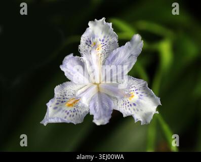 Iris de bambou, Iris confusa, Iridacées. Chine occidentale. Iris confusa également connu sous le nom d'iris de bambou est une espèce d'iris. Banque D'Images