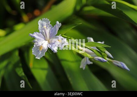 Iris de bambou, Iris confusa, Iridacées. Chine occidentale. Iris confusa également connu sous le nom d'iris de bambou est une espèce d'iris. Banque D'Images