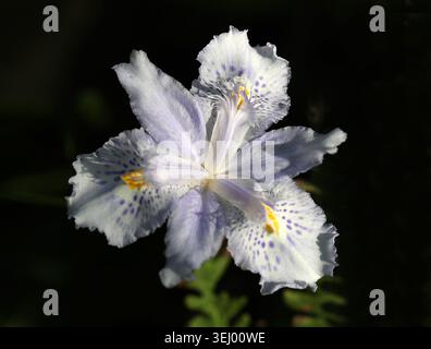 Iris de bambou, Iris confusa, Iridacées. Chine occidentale. Iris confusa également connu sous le nom d'iris de bambou est une espèce d'iris. Banque D'Images