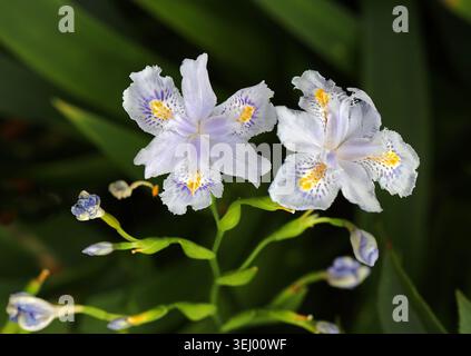 Iris de bambou, Iris confusa, Iridacées. Chine occidentale. Iris confusa également connu sous le nom d'iris de bambou est une espèce d'iris. Banque D'Images
