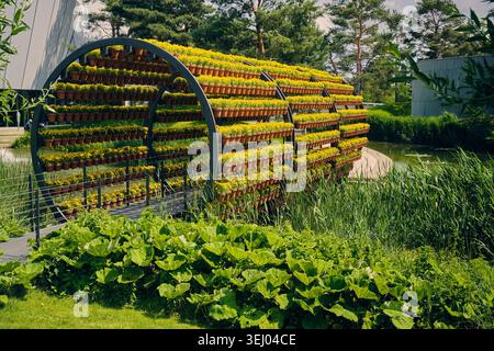 Wolfsburg, Allemagne - 06 juin 2025 : vue sur le parc Autostadt avec une structure de tunnel floral circulaire avec des rangées de plantes jaunes en pot Banque D'Images