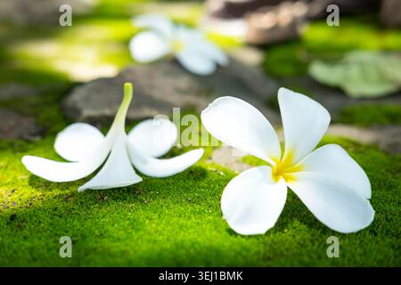Fleurs blanches de frangipanier plumeria et pétales tombés sur mousse verte avec pierre dans le jardin tropical, Thaïlande, spa et concept de nature Banque D'Images