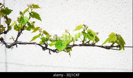 Vigne nouvelle croissance avec des feuilles vert vif contre paroi blanche branche de vigne de printemps minimale Banque D'Images