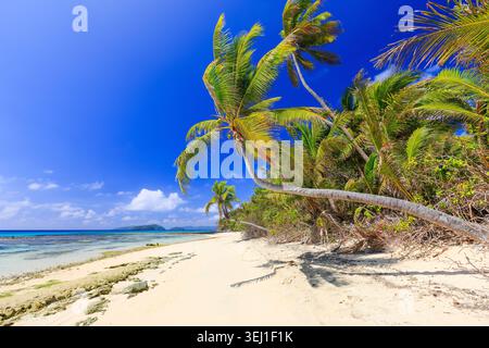 Dravuni Island (Fidji). Plage et palmiers dans l'océan Pacifique Sud. Banque D'Images