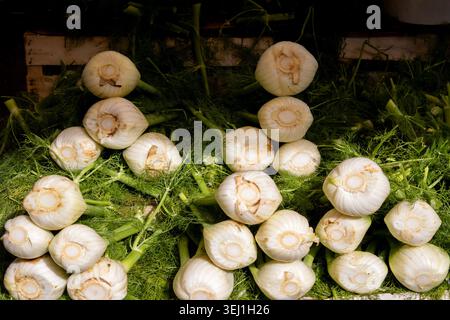 Bulbes de fenouil frais avec des tiges vertes à l'étal du marché local à Palerme, Sicile. Légumes biologiques, ingrédients du régime méditerranéen, alimentation saine Banque D'Images