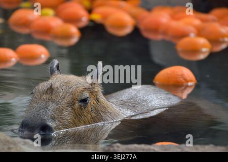 Capybara détente dans un bain Yuzu au zoo Izu Shaboten, Japon Banque D'Images