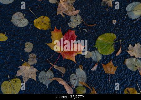Une belle feuille d'automne jaune multicolore sur un chemin humide dans une flaque d'eau Banque D'Images