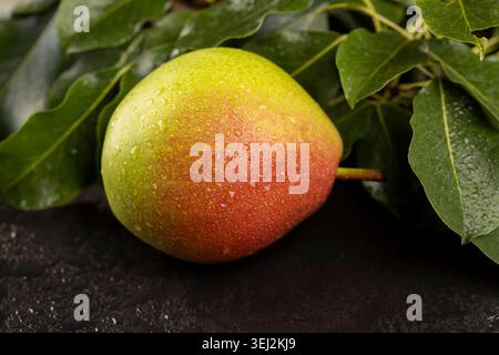 une poire humide juteuse mûre repose sur la table avec le feuillage vert de la poire, beaucoup de feuilles vertes du poire et une poire mûre couverte de gouttes Banque D'Images