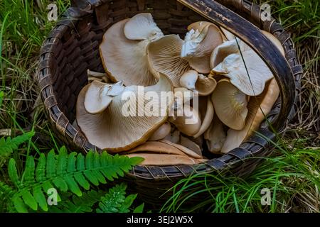 Champignon à huîtres, Pleurotus ostreatus, poussant sur un arpès mort à Bigtooth dans le comté de Mecosta, Michigan, États-Unis Banque D'Images