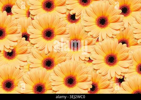 Fond de motif de fleurs de gerbera jaune. Texture florale avec pétales florissants et concept de décoration de jardin printanier dynamique. Banque D'Images