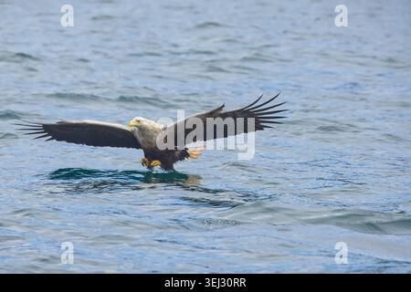 Aigle à queue blanche quelques instants avant de frapper l'eau pour attraper un poisson au large de la côte d'Ulva, île de Mull, Écosse. Banque D'Images